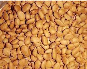 開口松子圖片/開口松子樣板圖 (2)