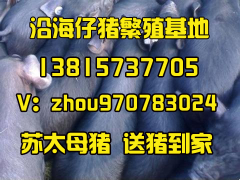 原种苏太母猪苗长白二元三元黑母猪 原种苏太母猪苗太湖母猪三元仔猪图片