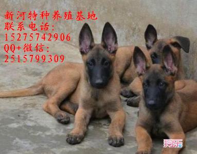 純種馬犬 純種比利時(shí)馬犬純種馬犬什么價(jià)位馬犬什么價(jià)位雙血統(tǒng)馬犬什么價(jià)位比利時(shí)馬犬多少錢(qián)純種比利時(shí)馬犬什么價(jià)位