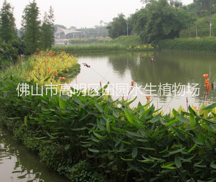 生態(tài)浮島圖片/生態(tài)浮島樣板圖 (4)
