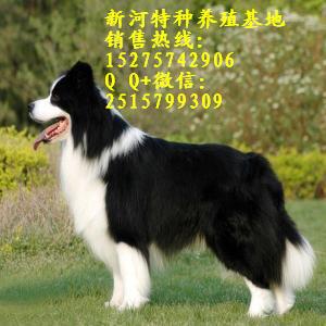 那里有邊境牧羊犬幼犬出售  純種邊境牧羊犬什么價位 銷售純種邊境牧羊犬
