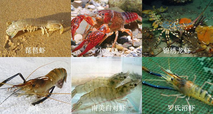 生物菌em菌圖片/生物菌em菌樣板圖 (4)