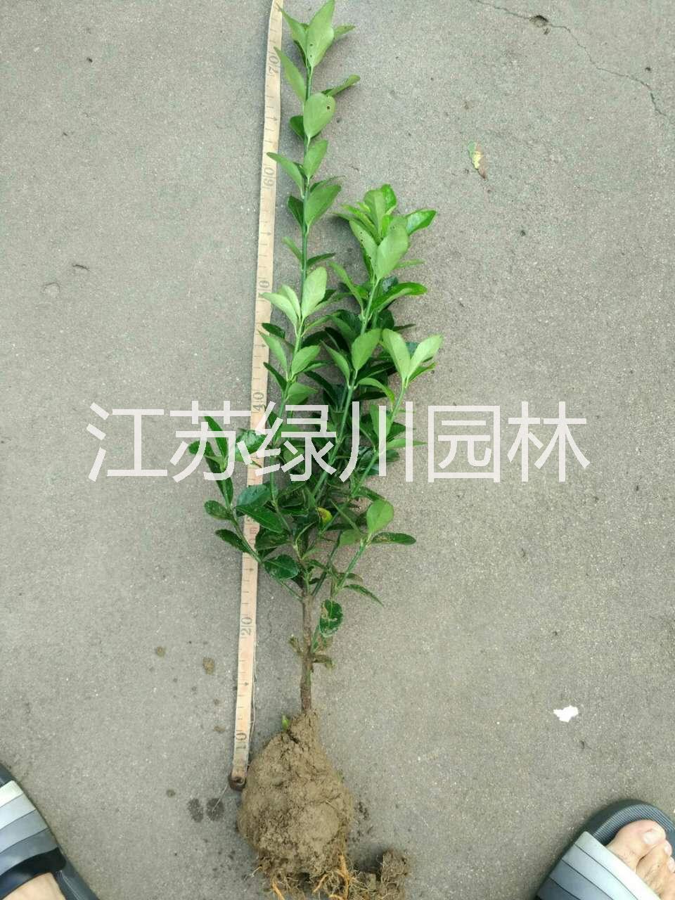 大葉黃楊圖片/大葉黃楊樣板圖 (4)