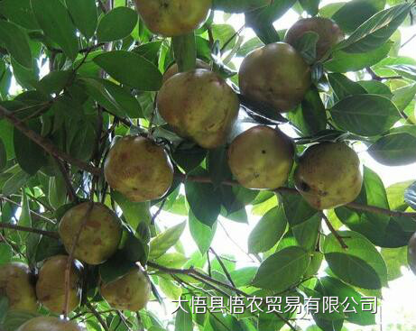 油茶圖片/油茶樣板圖 (1)