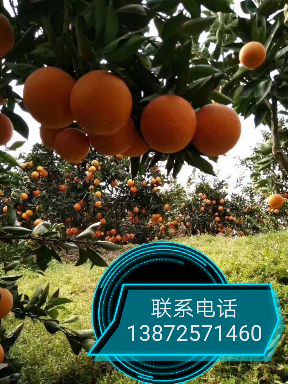 夏橙圖片/夏橙樣板圖 (2)