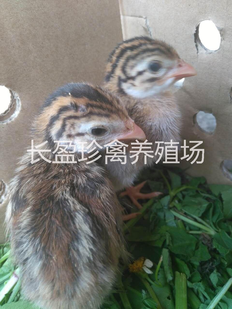 珍*苗 珍*苗，法國珍*種苗市場批發(fā)