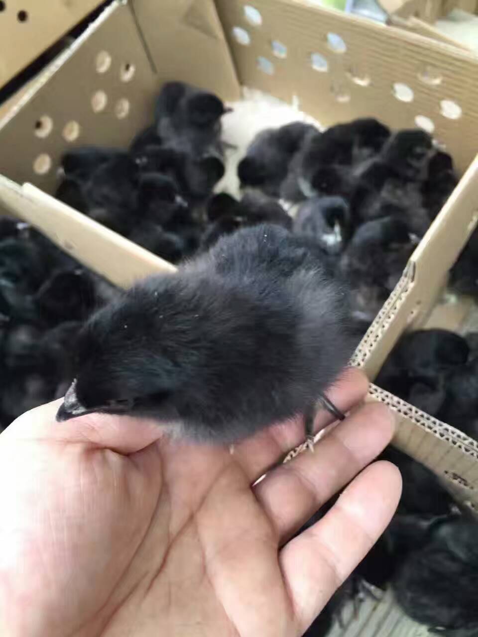 麻羽綠殼蛋雞苗圖片/麻羽綠殼蛋雞苗樣板圖 (3)