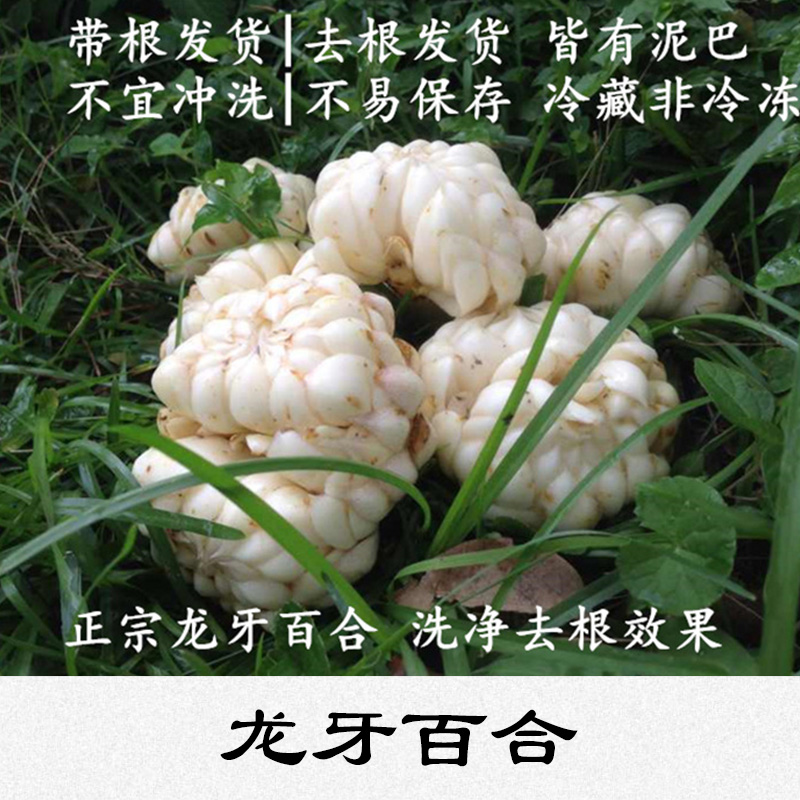 龍牙百合圖片/龍牙百合樣板圖 (3)