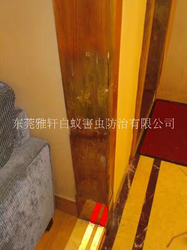 專業(yè)滅蟲滅白蟻滅鼠圖片/專業(yè)滅蟲滅白蟻滅鼠樣板圖 (3)