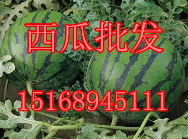 西瓜圖片/西瓜樣板圖 (1)