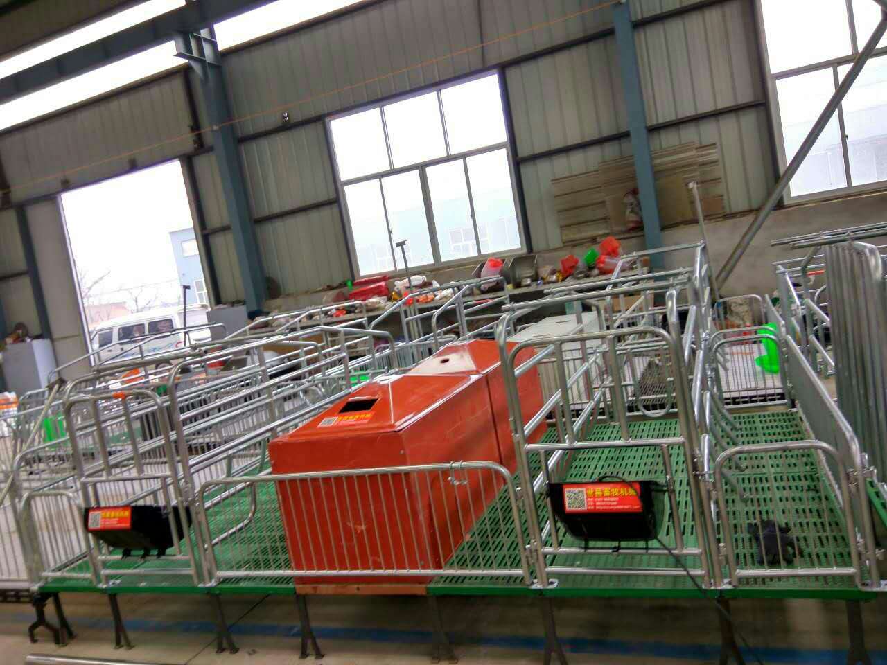 母豬產(chǎn)床圖片/母豬產(chǎn)床樣板圖 (4)