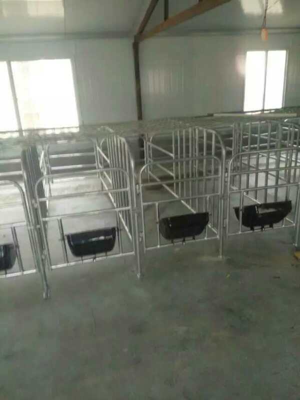 母豬定位欄圖片/母豬定位欄樣板圖 (2)