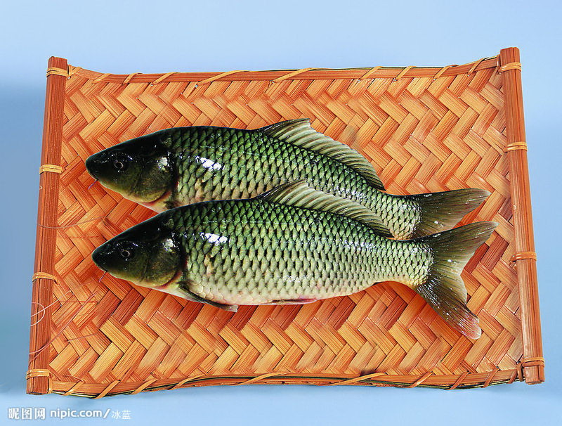 鯉魚 鯉魚苗圖片/鯉魚 鯉魚苗樣板圖 (3)