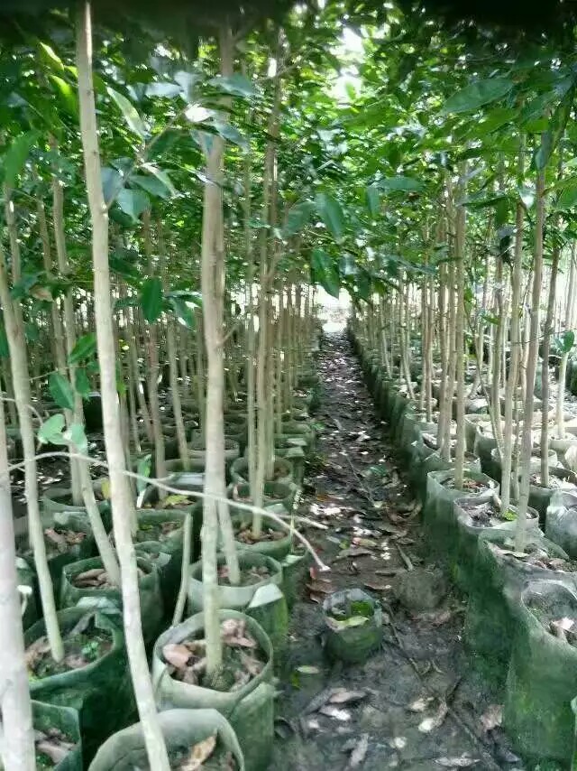 茂名沉香大袋苗種植基地采購 批發(fā)價格 供應(yīng)商直銷 沉香大小袋苗