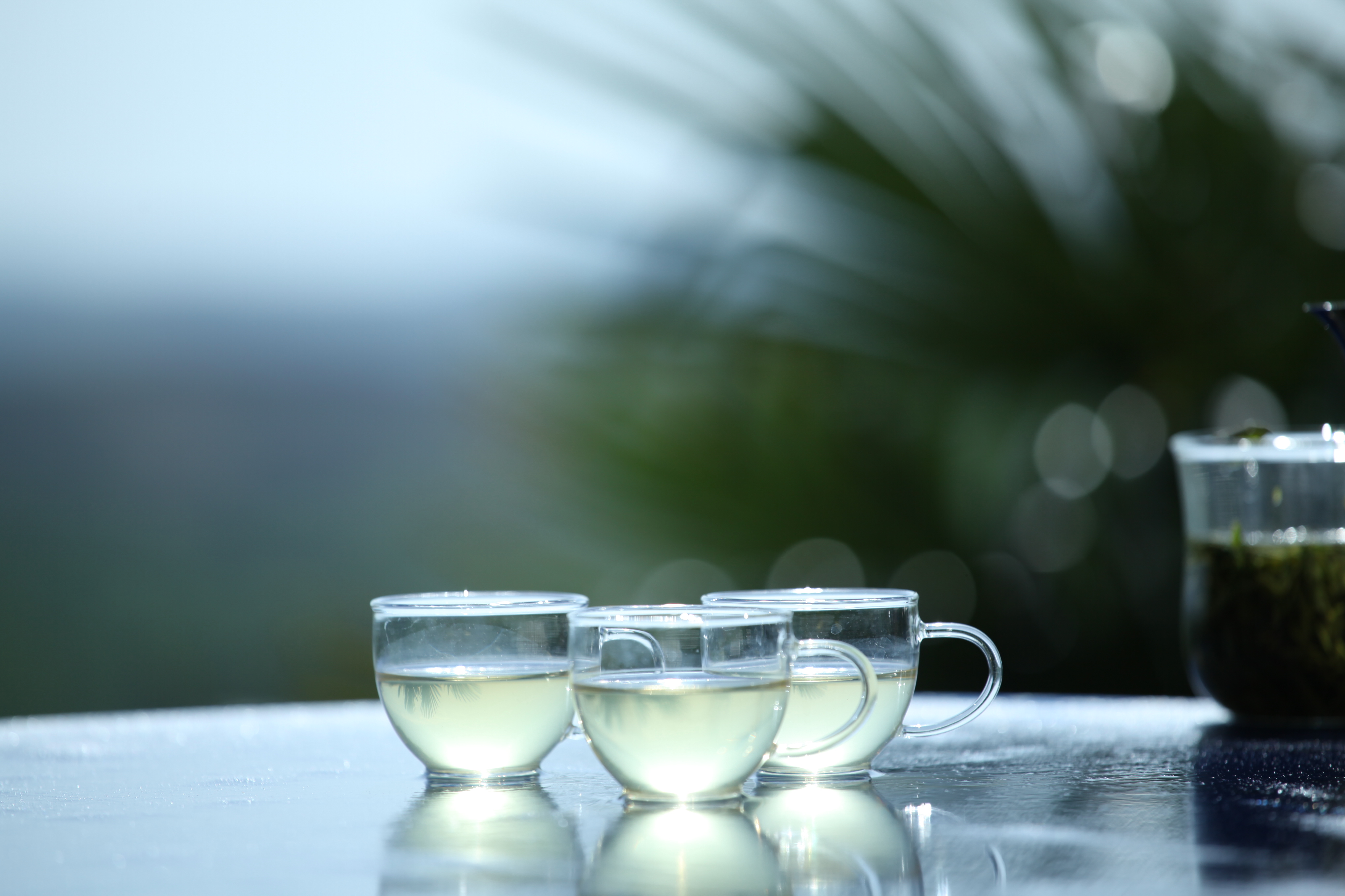 云霧毛尖精品  新茶上市圖片/云霧毛尖精品  新茶上市樣板圖 (1)