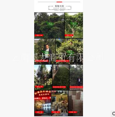 布朗喬餅357克古樹純料茶葉圖片/布朗喬餅357克古樹純料茶葉樣板圖 (2)