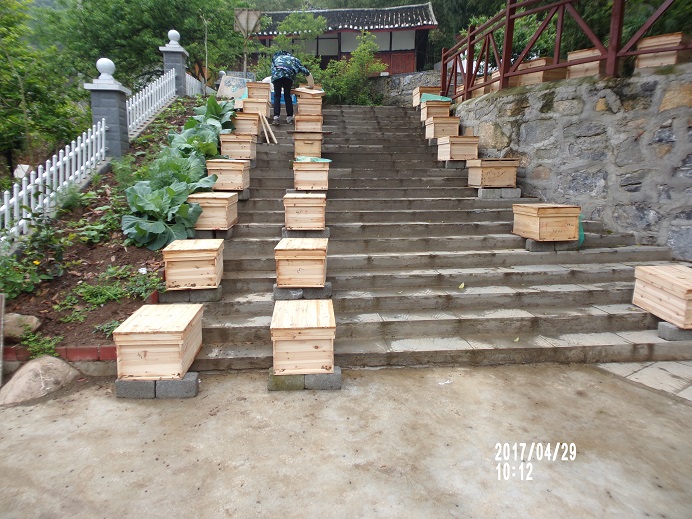 蜜蜂出售圖片/蜜蜂出售樣板圖 (2)