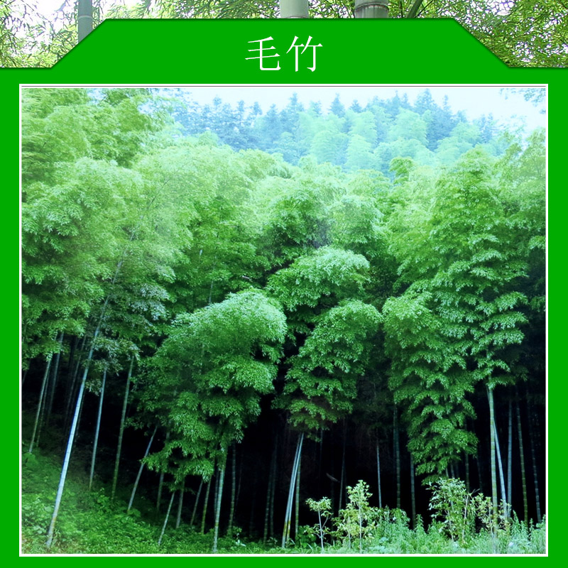 毛竹圖片/毛竹樣板圖 (4)