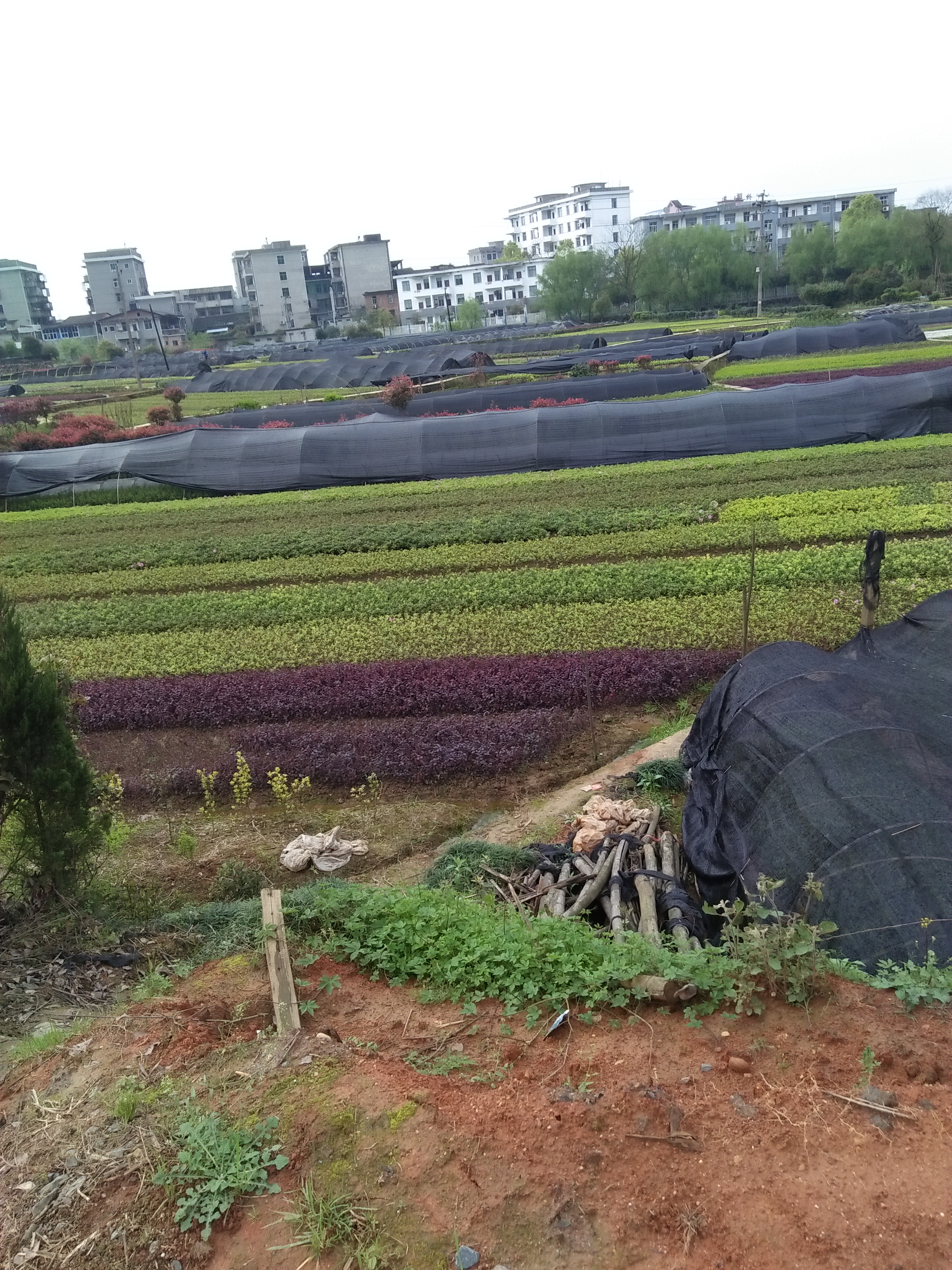 杜鵑圖片/杜鵑樣板圖 (1)