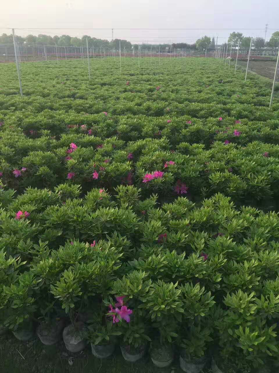 杜鵑圖片/杜鵑樣板圖 (2)