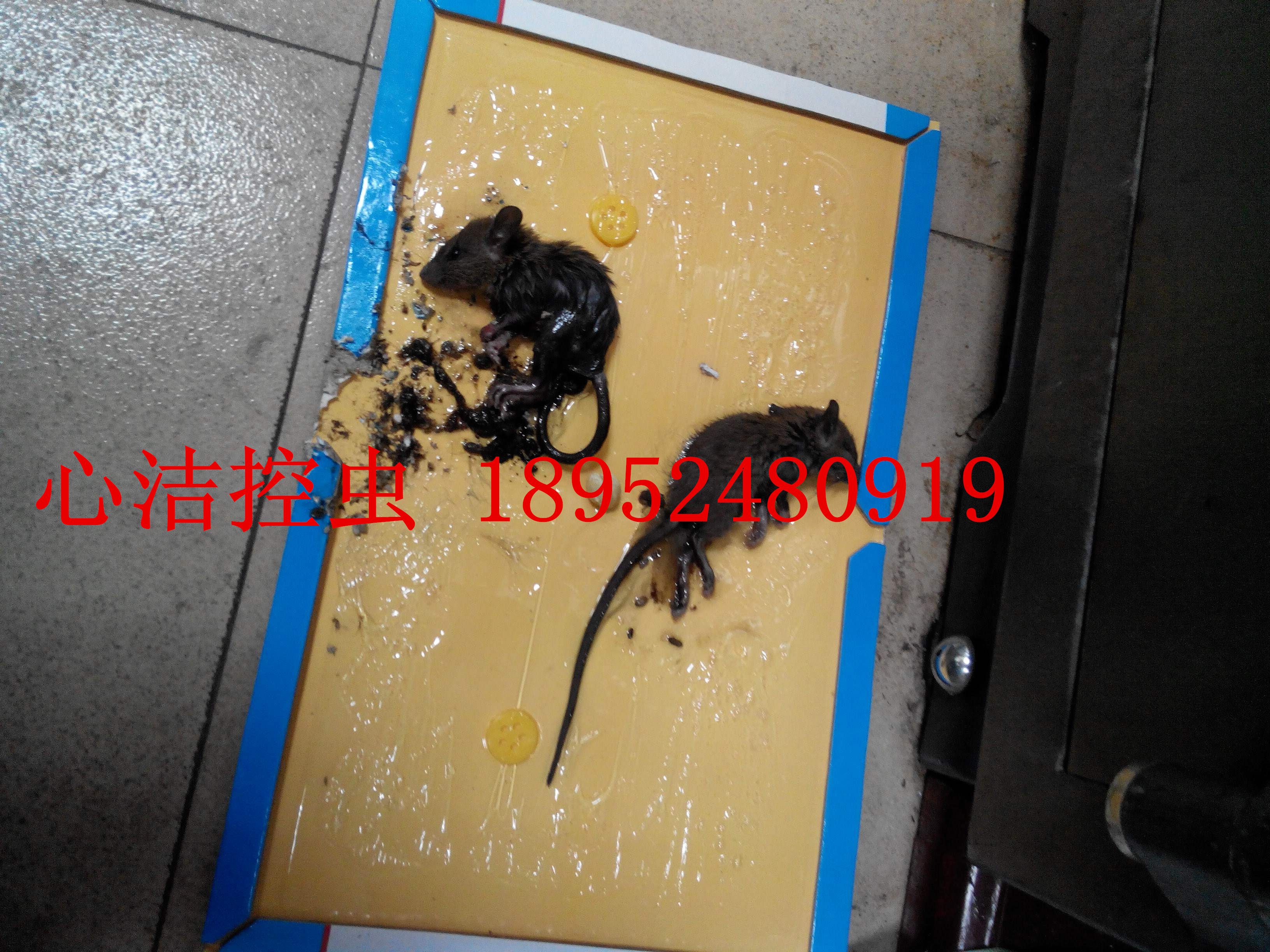 滅鼠公司圖片/滅鼠公司樣板圖 (2)