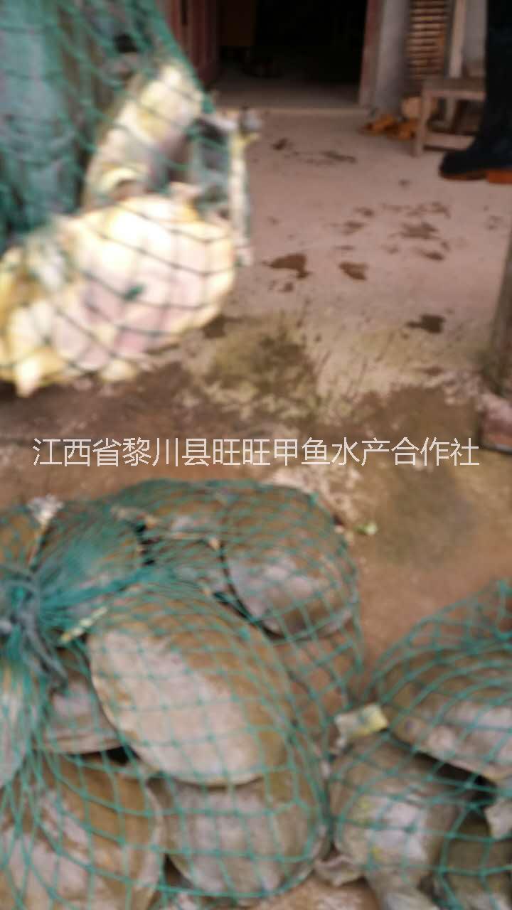 純種日本圖片/純種日本樣板圖 (4)