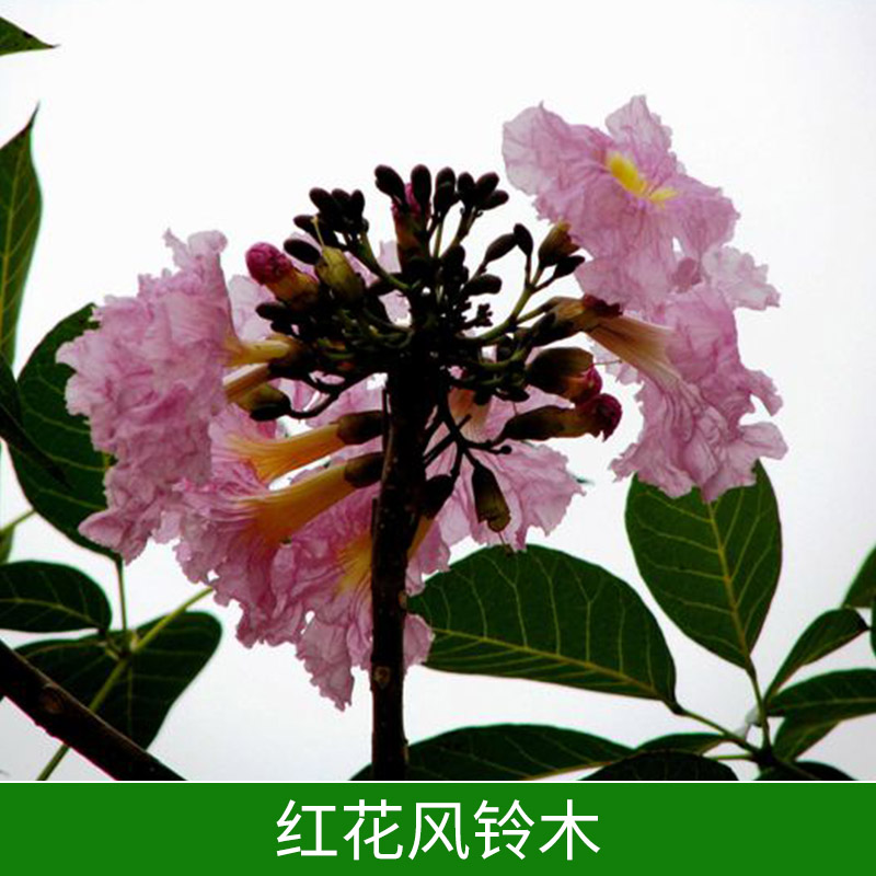 紅花風(fēng)鈴木圖片/紅花風(fēng)鈴木樣板圖 (2)