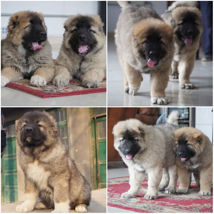 廣東高加索犬價(jià)格廣州深圳佛山高加索犬多少錢一只俄羅斯高加索犬