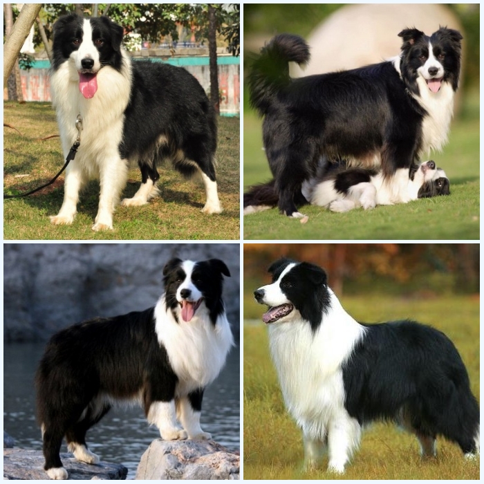純種邊境牧羊犬圖片/純種邊境牧羊犬樣板圖 (3)