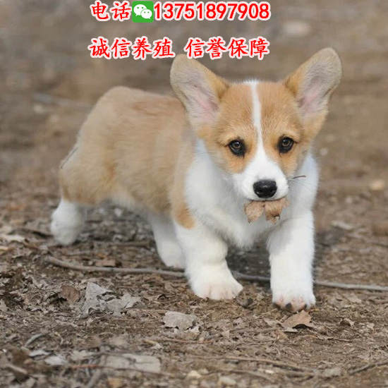 廣州邊度有賣柯基犬，純種柯基幾錢