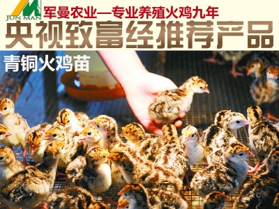 火雞苗就找13357991192