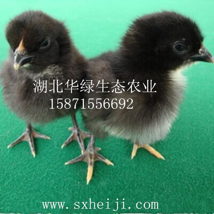 黑羽綠殼蛋雞圖片