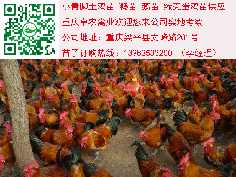 宣漢香雞苗價格 宣漢香雞苗批發(fā) 宣漢香雞苗批發(fā)行情