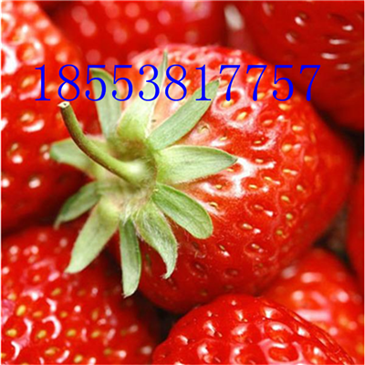 寧玉草莓苗圖片