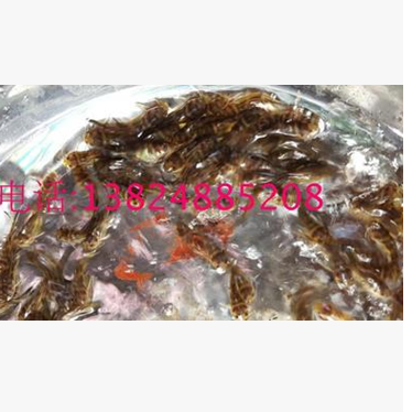 魚苗圖片/魚苗樣板圖 (4)