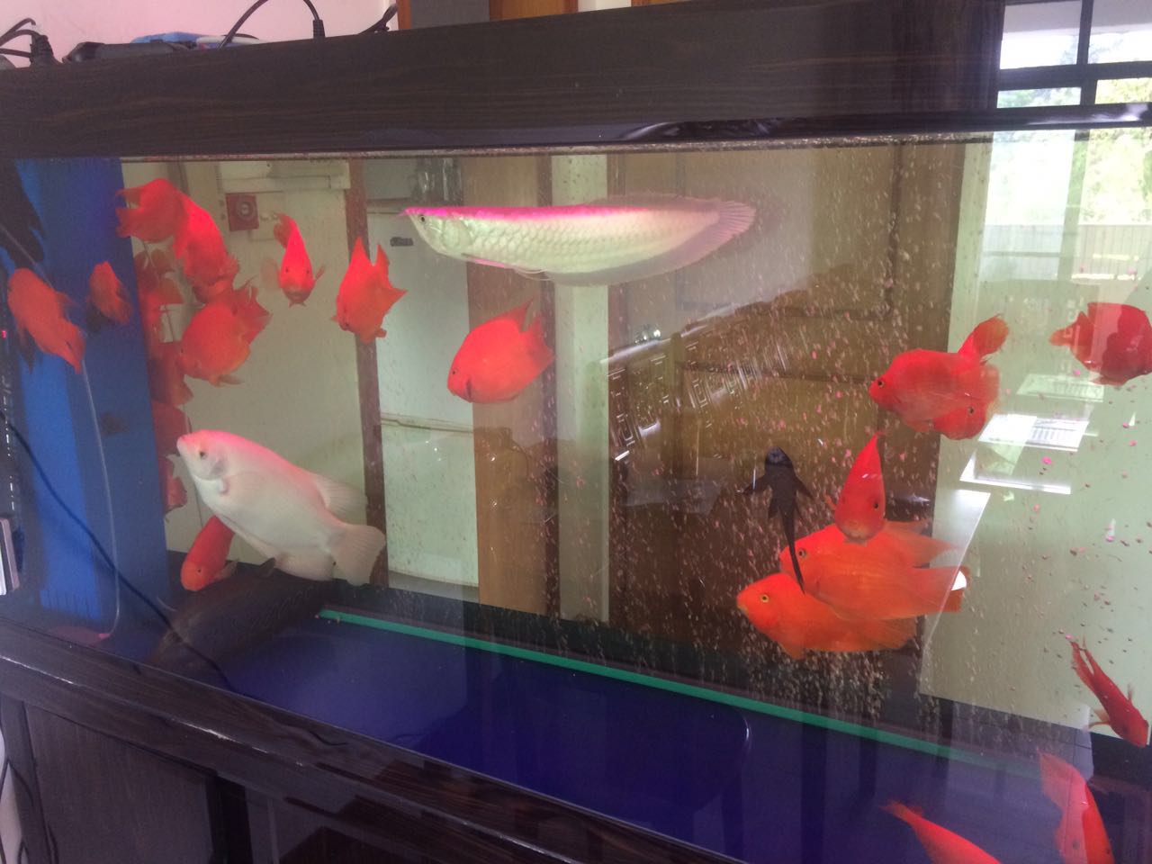 清潔魚缸圖片/清潔魚缸樣板圖 (1)