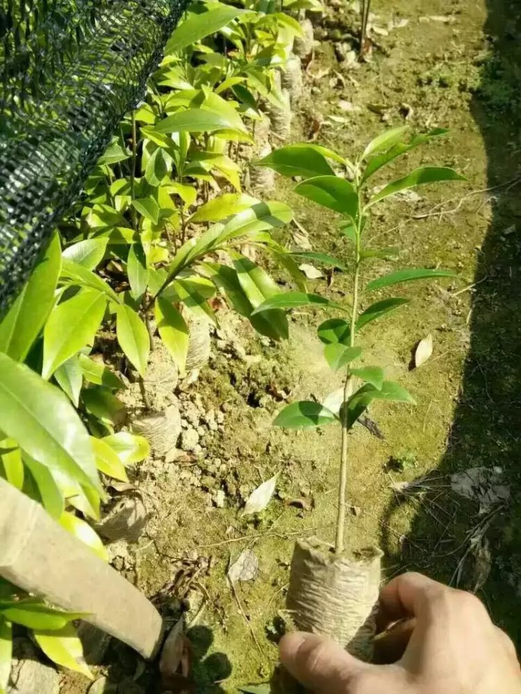 化州沉香杯苗供应商 沉香杯苗报价  沉香杯苗基地