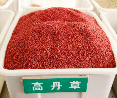 牧草種子養(yǎng)殖種子綠化種子菊苣圖片