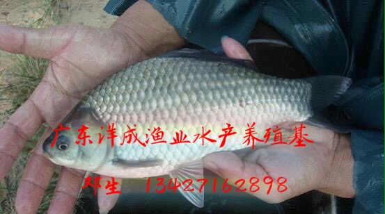 羅非魚苗圖片/羅非魚苗樣板圖 (4)