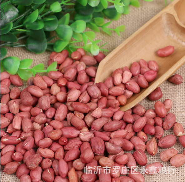 批發(fā)東北四粒紅農(nóng)家花生圖片/批發(fā)東北四粒紅農(nóng)家花生樣板圖 (1)