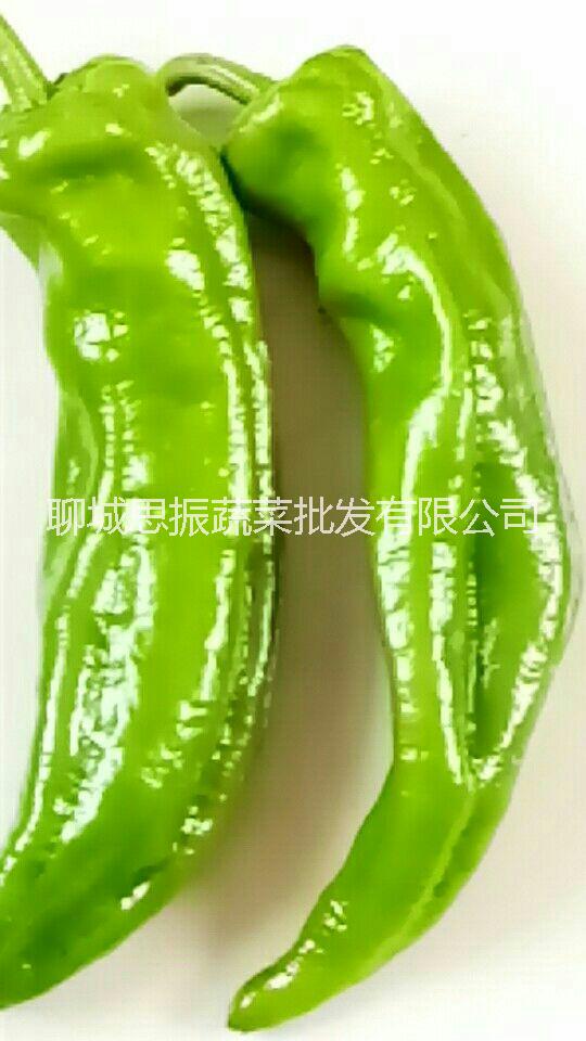 尖椒圖片/尖椒樣板圖 (3)