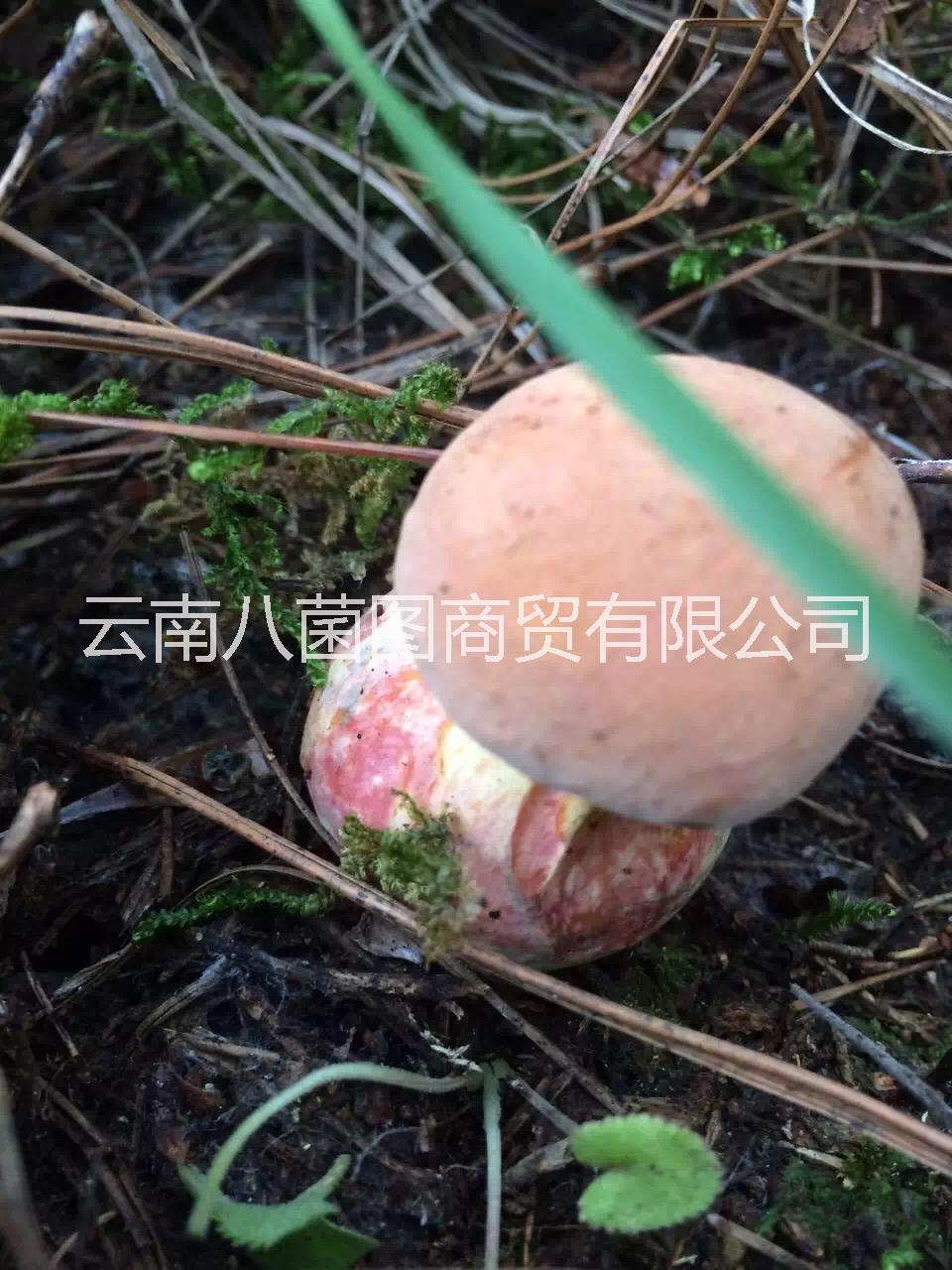 鮮貨圖片/鮮貨樣板圖 (4)