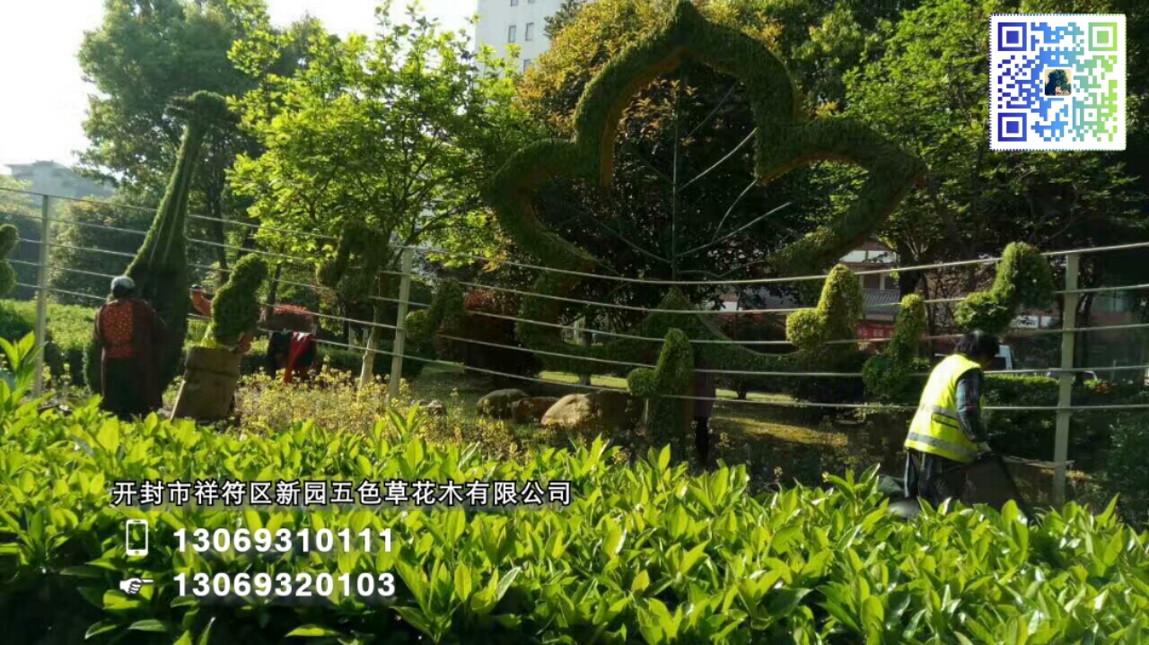 五色草圖片/五色草樣板圖 (4)