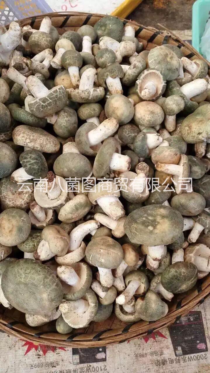 鮮貨圖片/鮮貨樣板圖 (4)