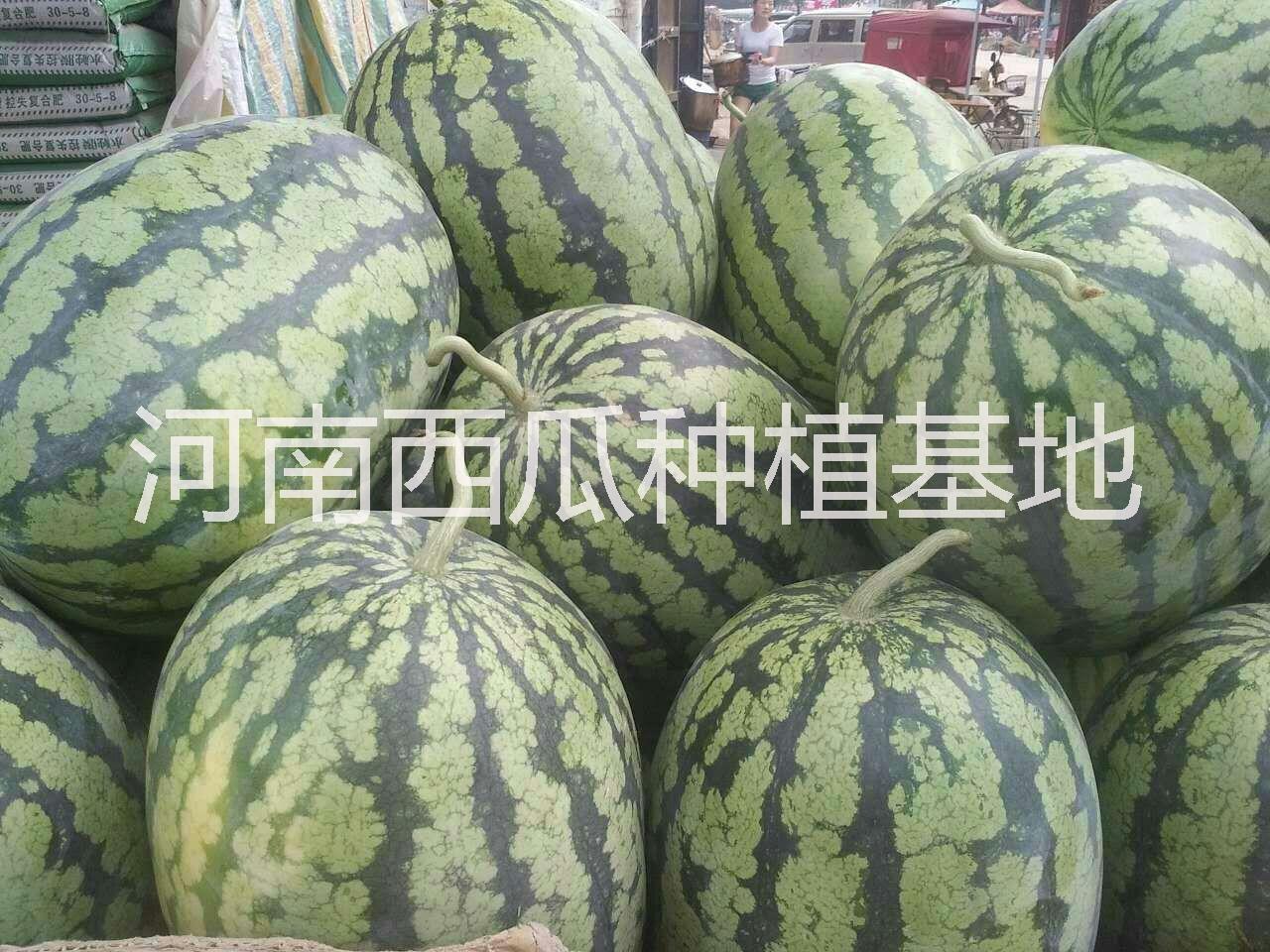 麒麟西瓜圖片/麒麟西瓜樣板圖 (2)