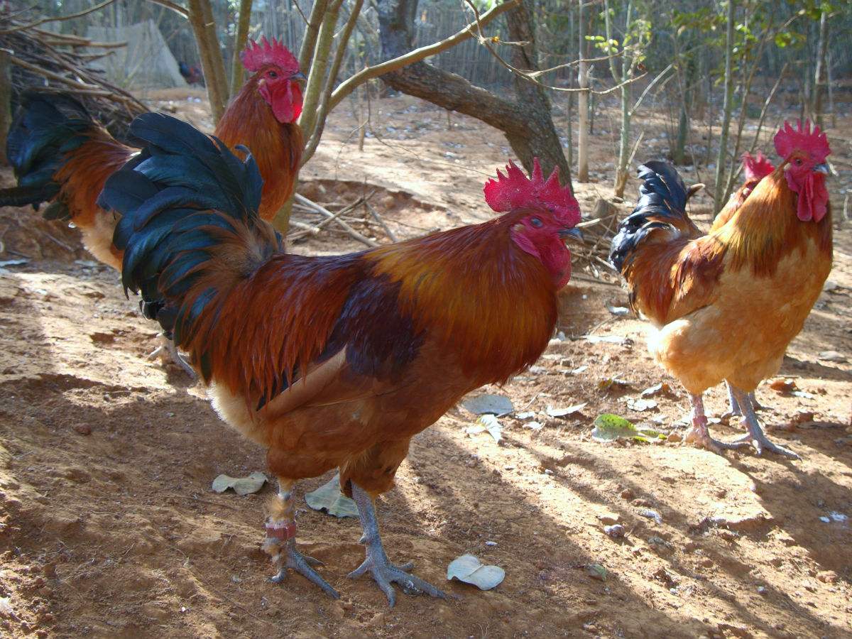 紅毛土雞公  土雞圖片/紅毛土雞公  土雞樣板圖 (1)