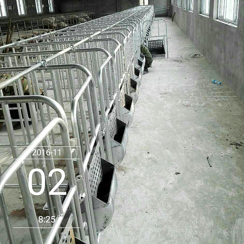 母豬定位欄圖片