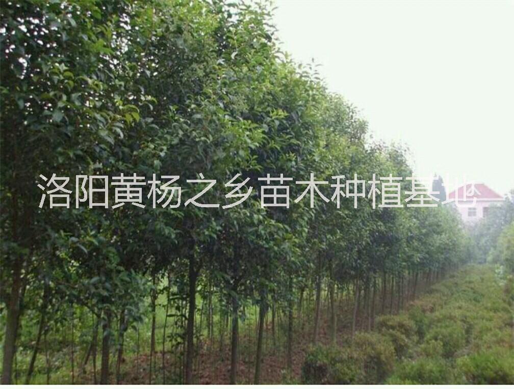 大葉女貞種圖片/大葉女貞種樣板圖 (3)