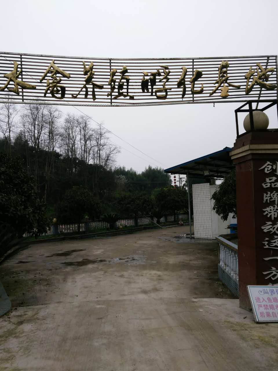 江蘇鴨苗多少錢一只；江蘇鴨苗批發(fā)；江蘇附近哪里有鴨苗