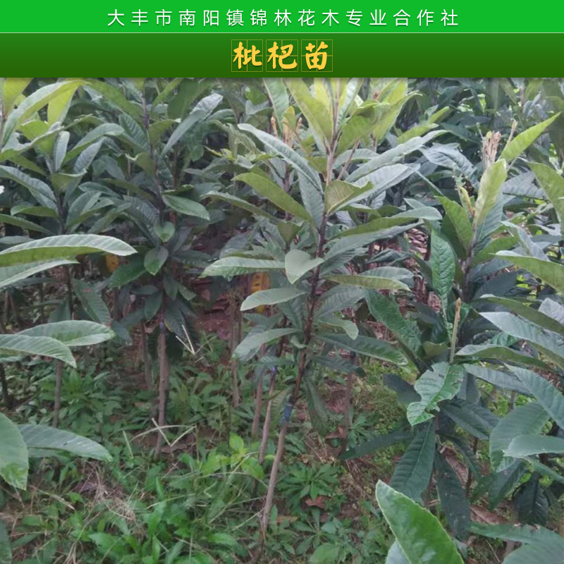 南阳锦林花木专业合作社枇杷树苗木常绿小乔木枇杷果树苗批发图片